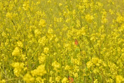 DSC_6411 (Large).JPG